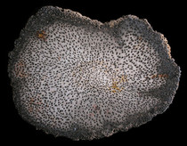 China Palmoxylon
