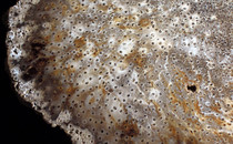 MYANMAR PALMOXYLON MIOCENE
