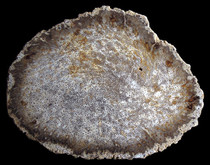 MYANMAR PALMOXYLON MIOCENE