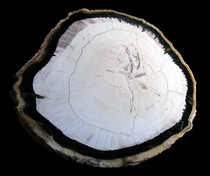 MYANMAR TERTIARY