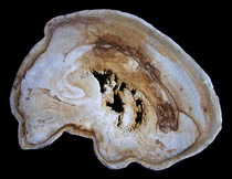 MYANMAR DIPTEROCARPOXYLON TERTIARUM